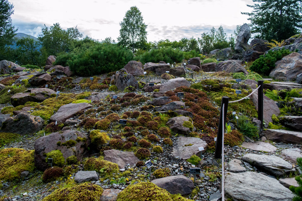 Botanic garden in Tromsø. 