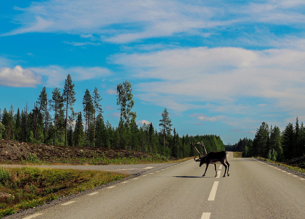 Deers along the E45