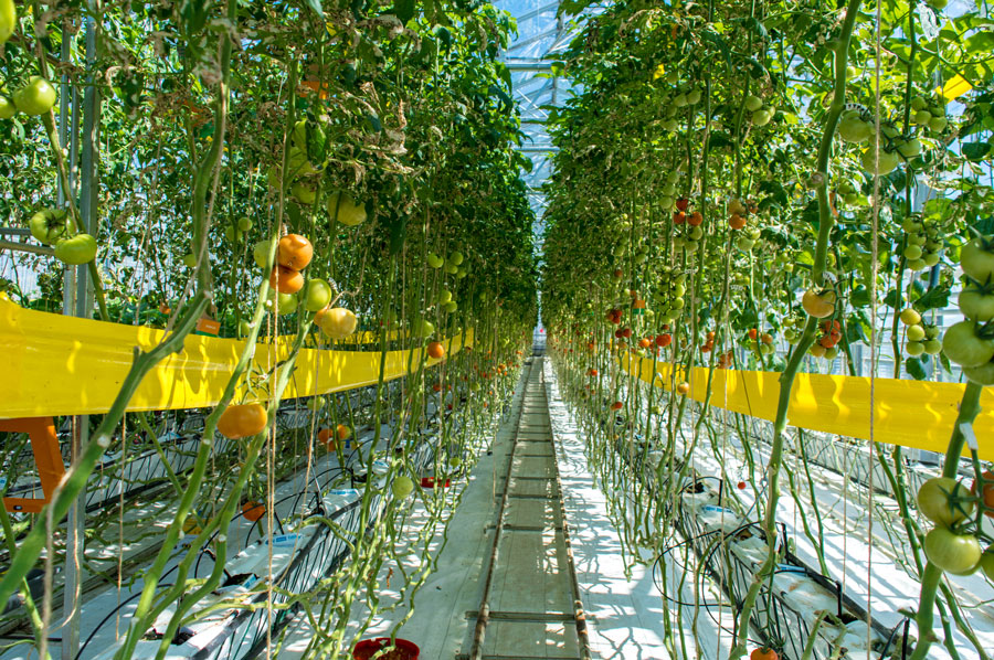 Tour Urban Farmers The Hague, Netherlands