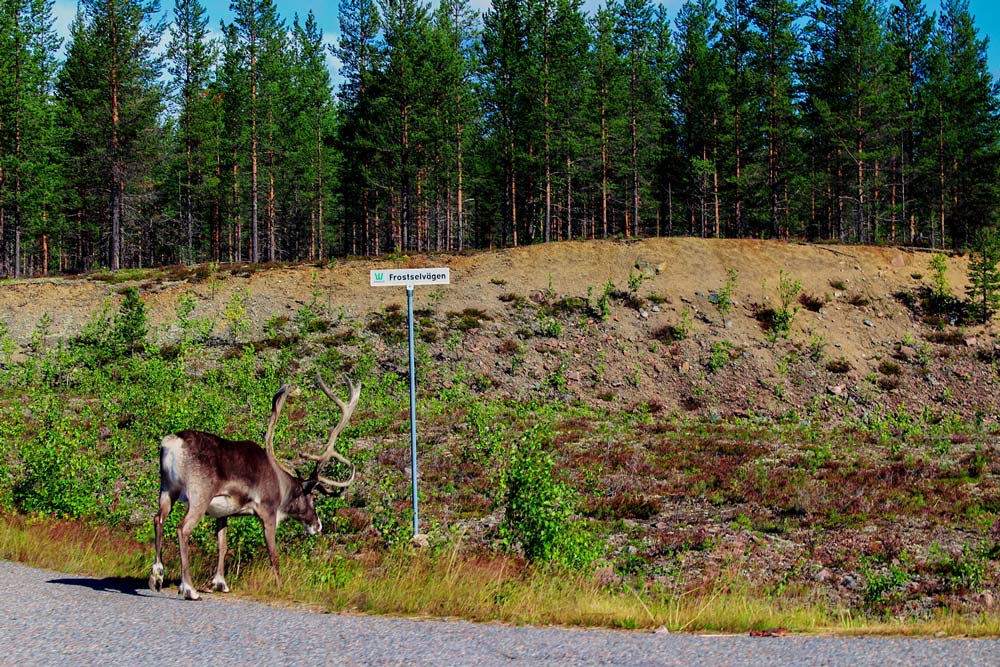 Wild op de E45 in noord Zweden.