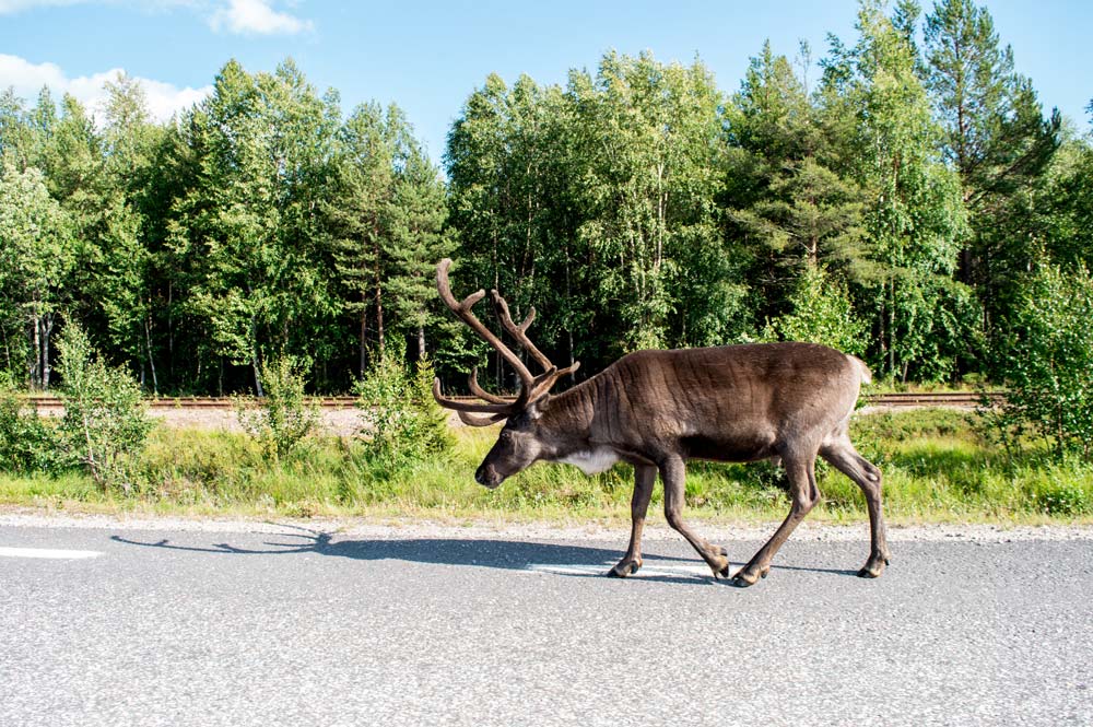 Rondreis door Scandinavië