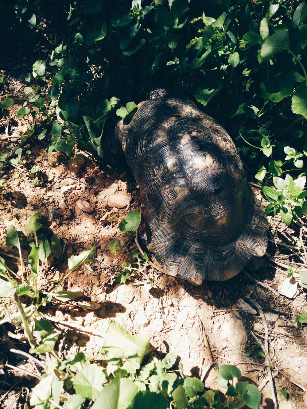 Schildpad_Lycabettus_Athene_Griekenland