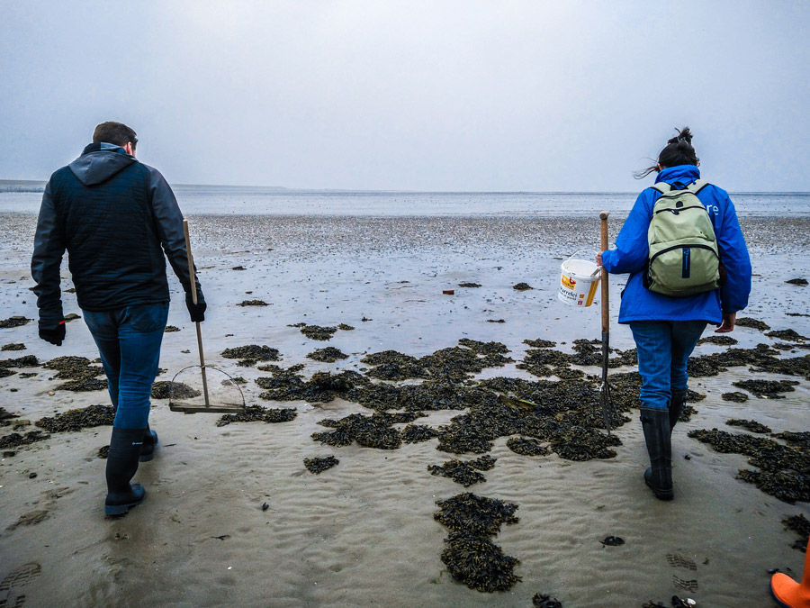 Wadlopen op Texel excursie