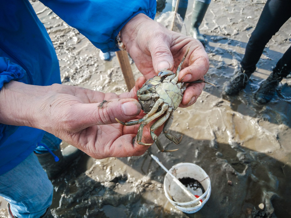 Wadlopen op Texel excursie Waddenzee