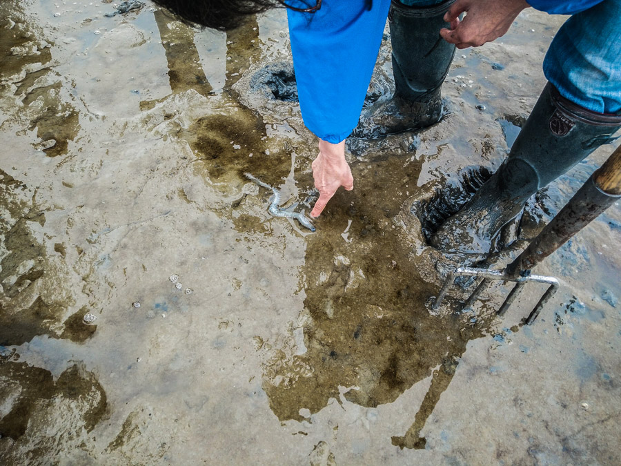 Wadlopen op Texel Excursie Waddenzee