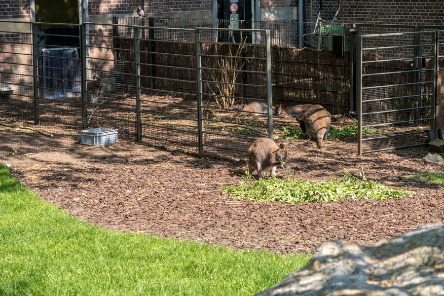 Artis dierentuin Amsterdam