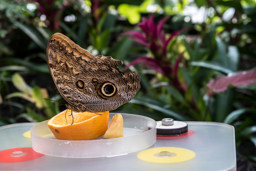 Artis dierentuin Amsterdam