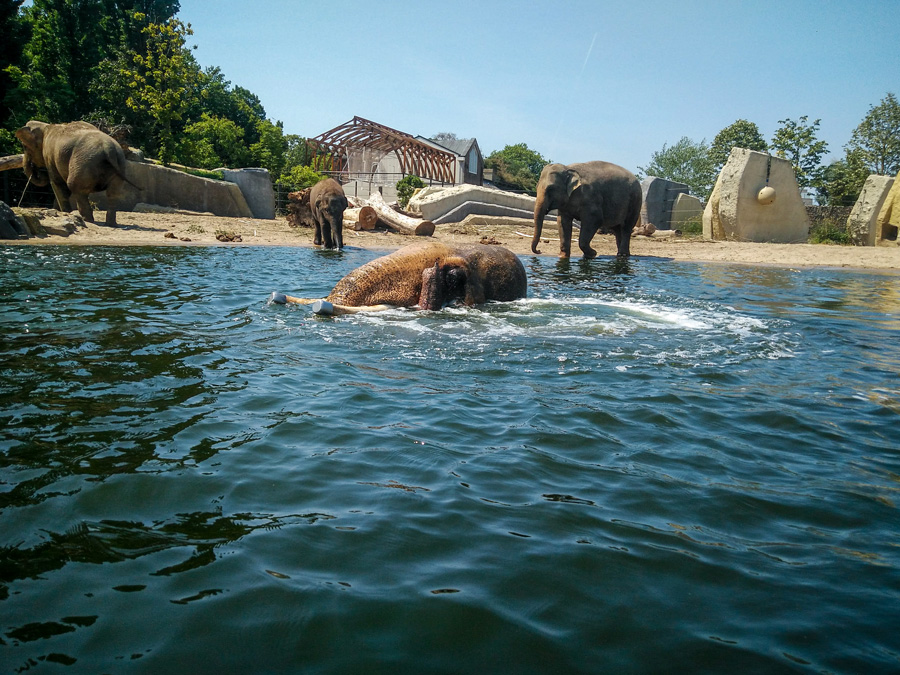 Olifanten verblijf Artis dierentuin Amsterdam