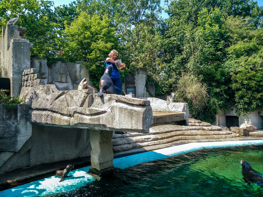 Artis dierentuin Amsterdam voedertijd zeeleeuwen